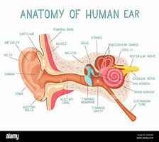 ear trumpet